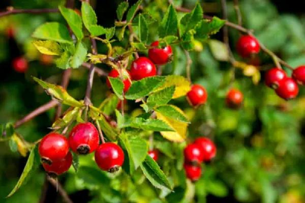 Kuşburnu Ekstraktı (Rosa canina L.): Polifenol ve C Vitamini Odaklı Endüstriyel Çözümler